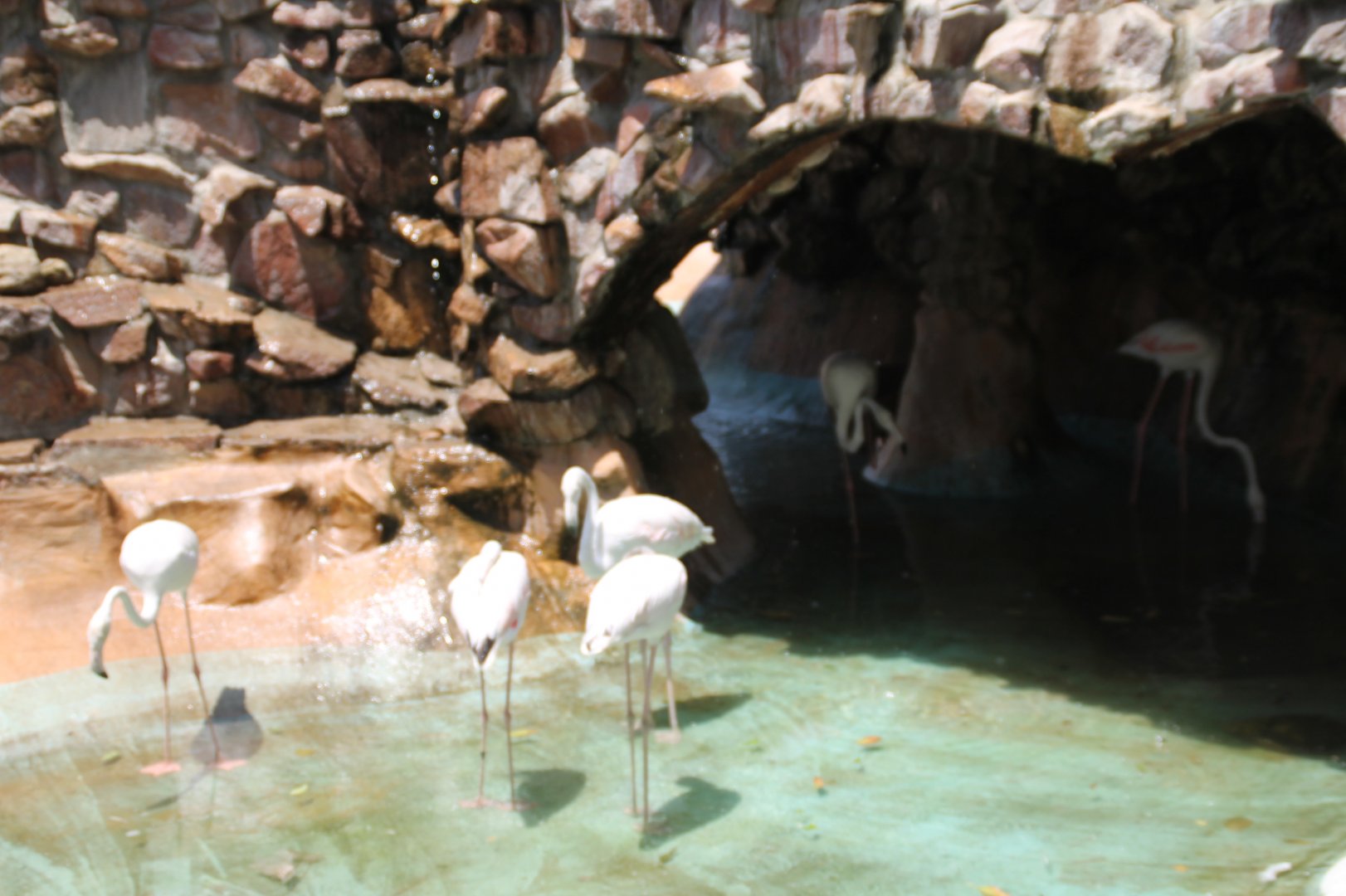 Hurghada Grand Aquarium - Greater Flamingo exhibit