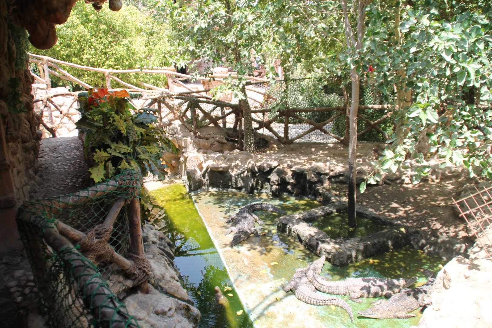 Hurghada Grand Aquarium - Nile crocodile exhibit