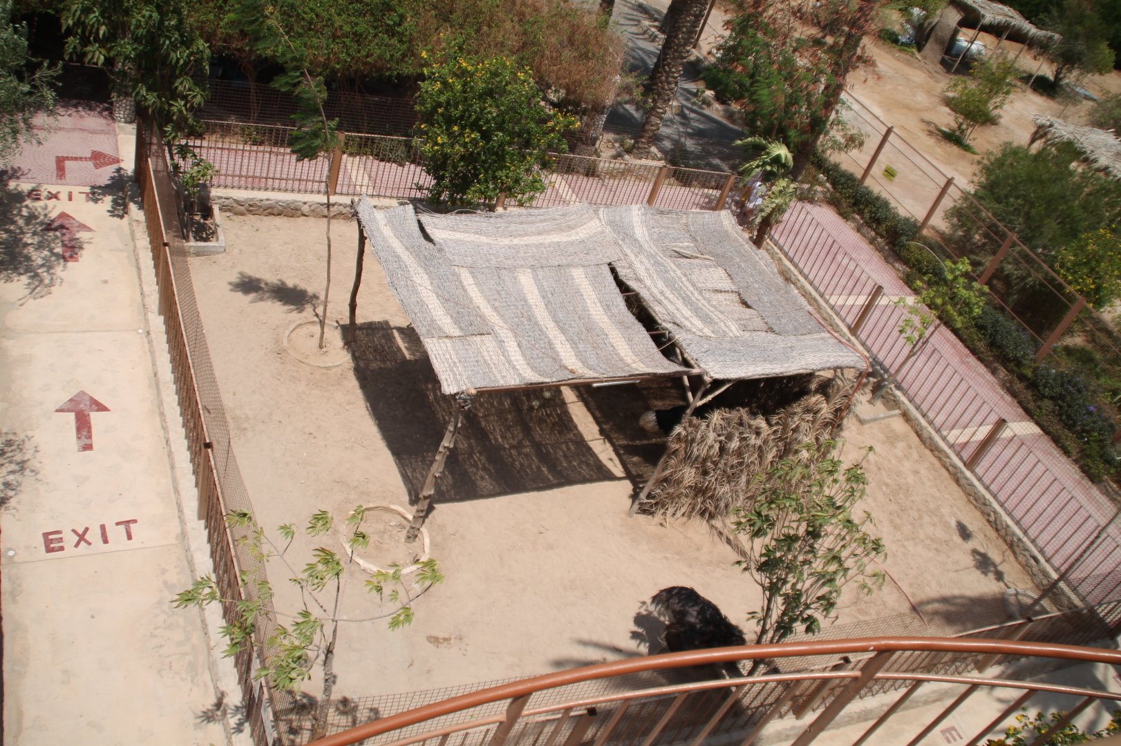Hurghada Grand Aquarium - Ostrich exhibit, view from walking bridge