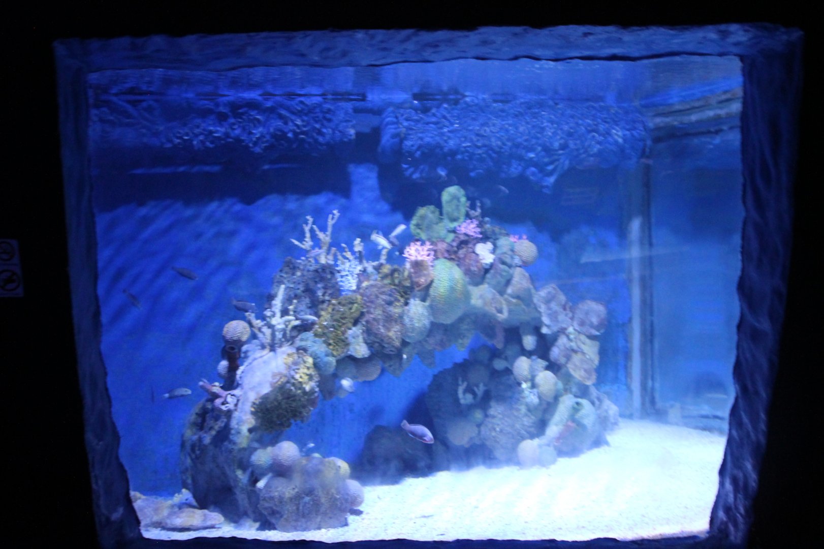 Hurghada Grand Aquarium - Red Sea tank