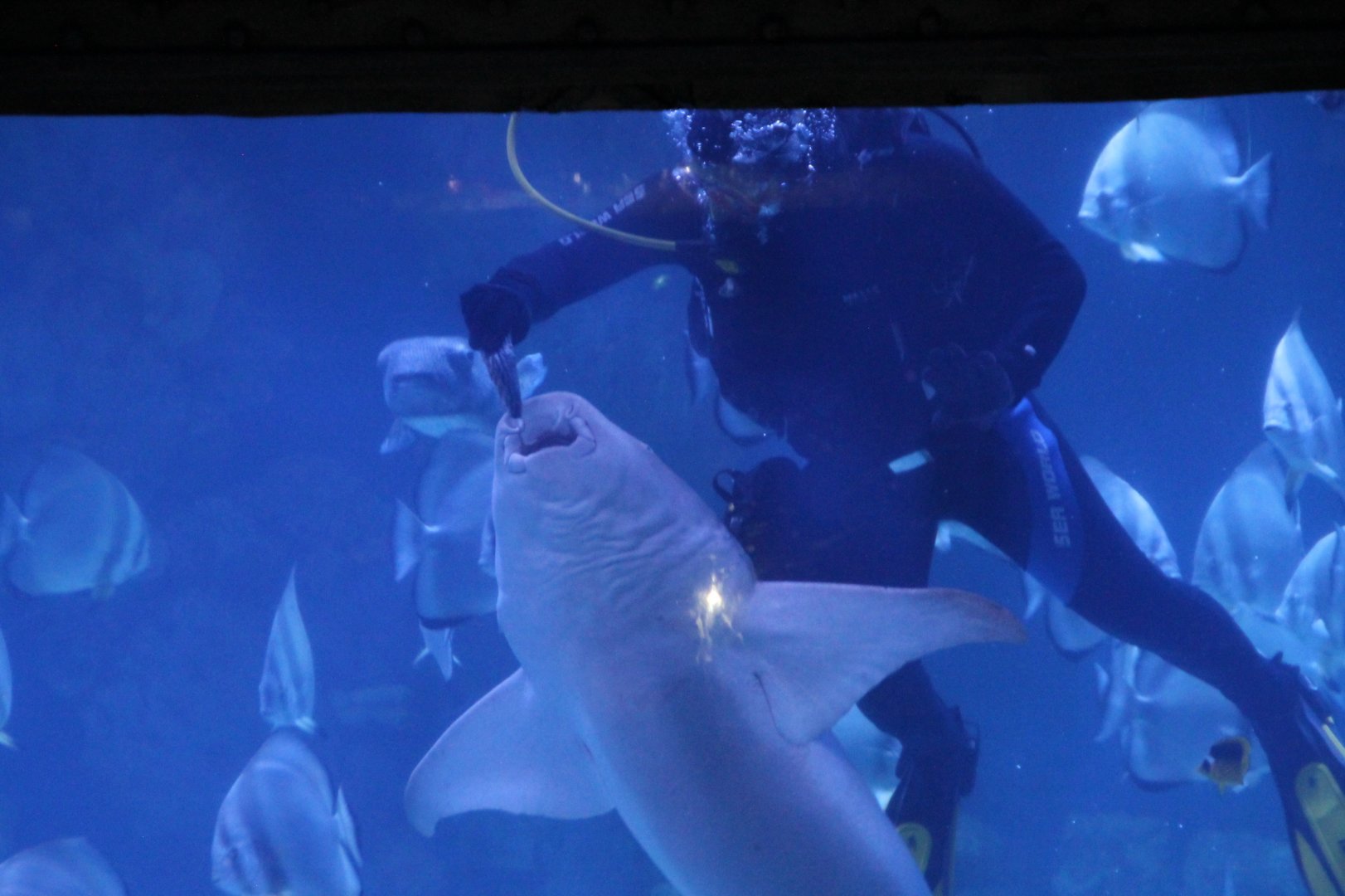 Hurghada Grand Aquarium - Shark feeding, in the biggest tank