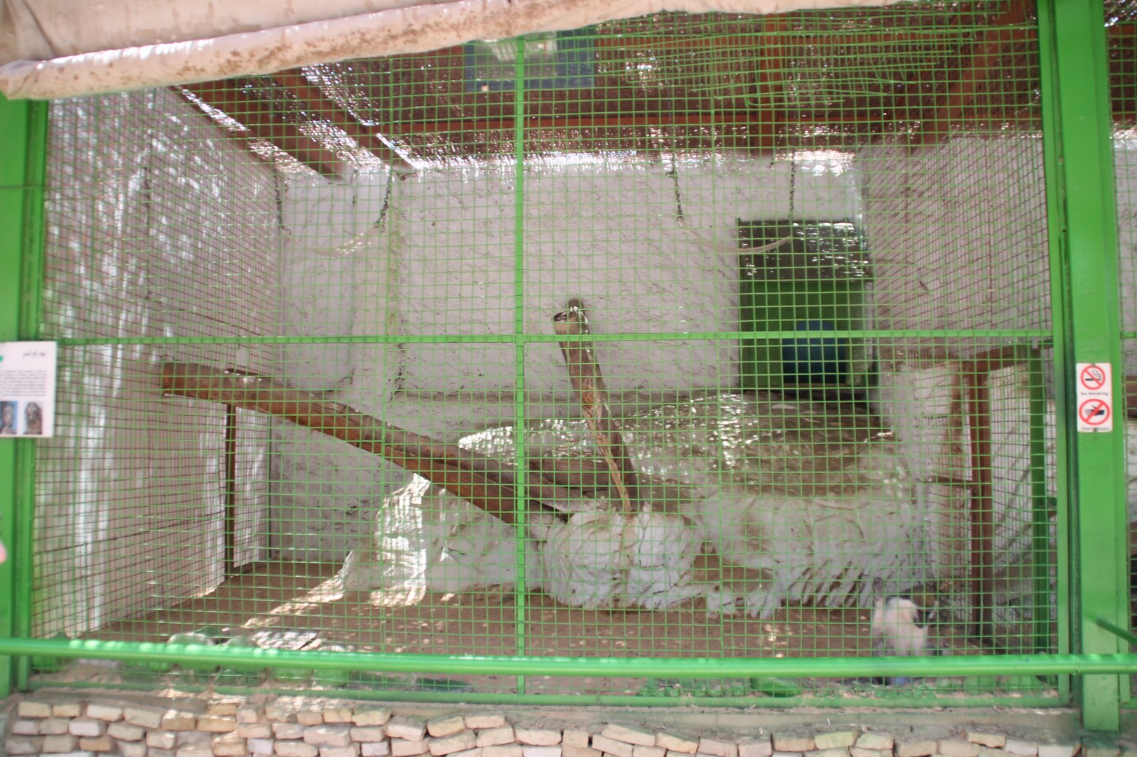 Hurghada Grand Aquarium - Vervet exhibit