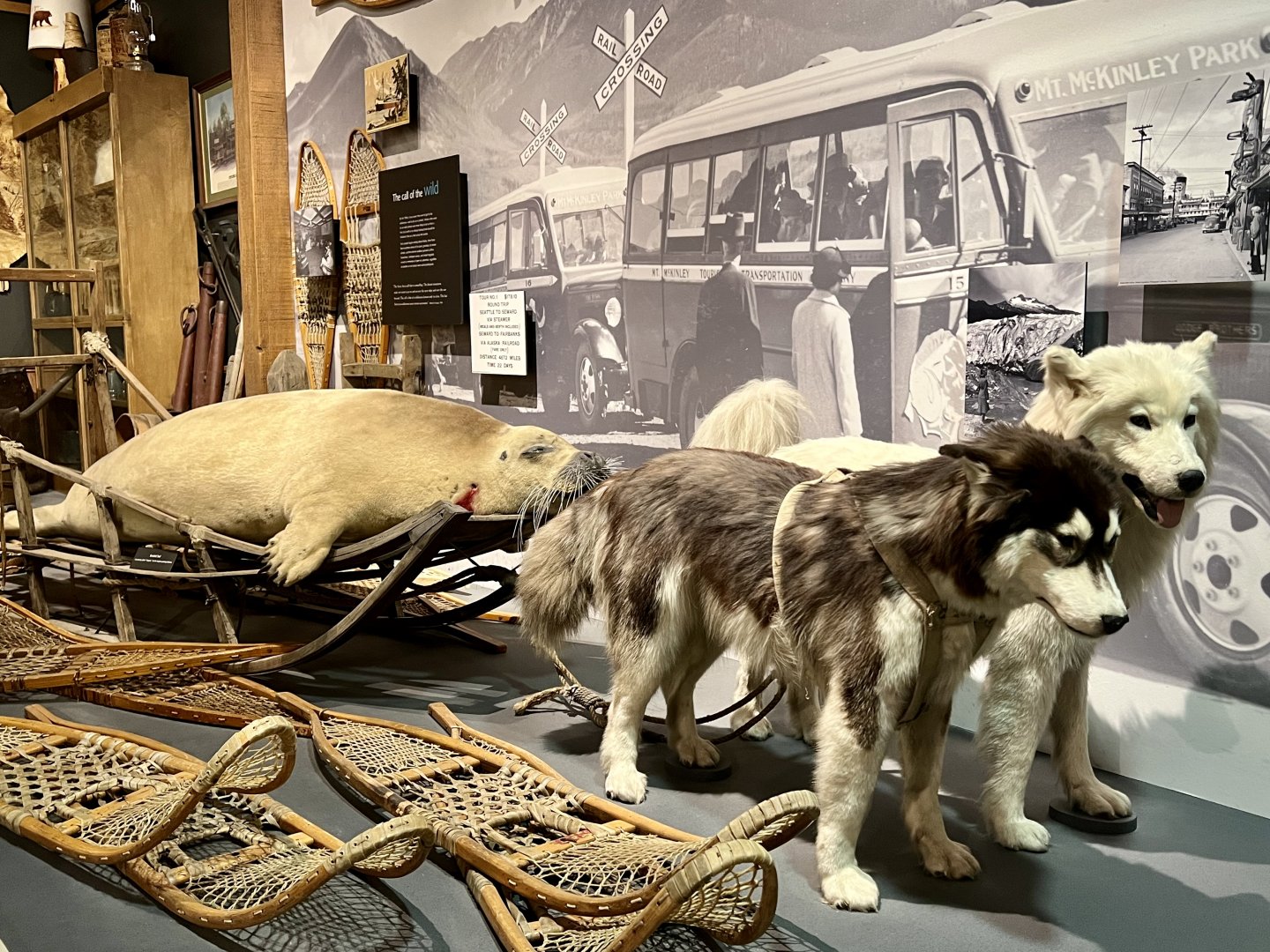 Husky dog sled team and Bearded Seal harvest display