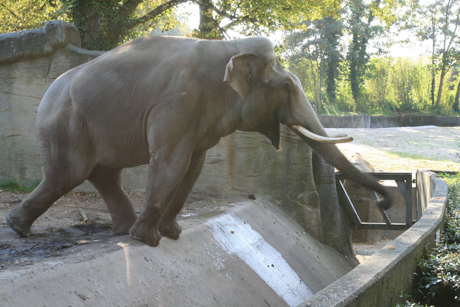 Hussein begging for apple