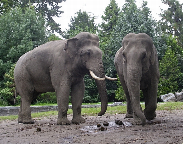 Hussein & Thura 2007