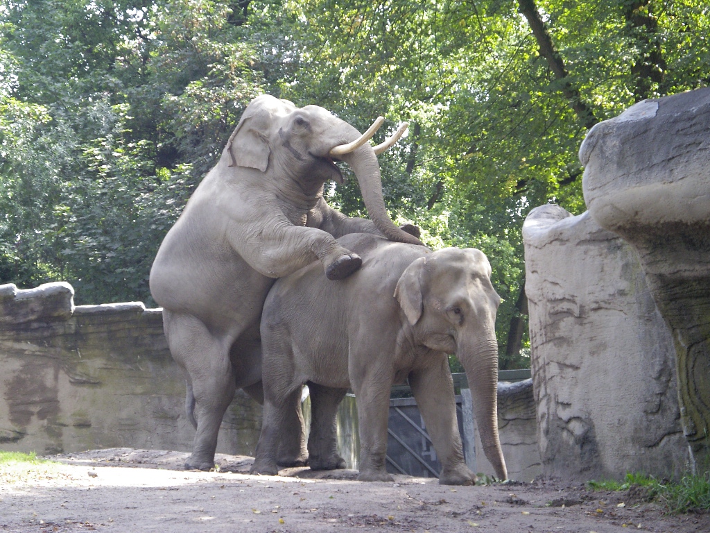 Hussein x Thura 2007