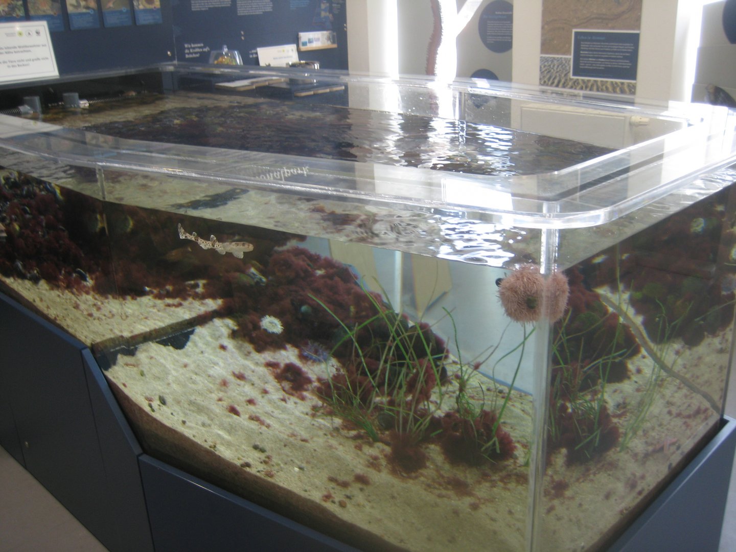 Husum Nationalpark-Haus - Wadden Sea tank