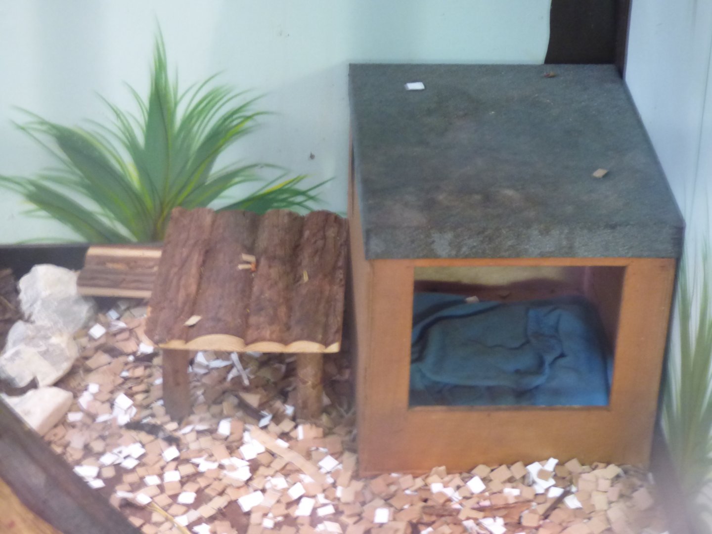 Hut for Geoffrey's Marmoset