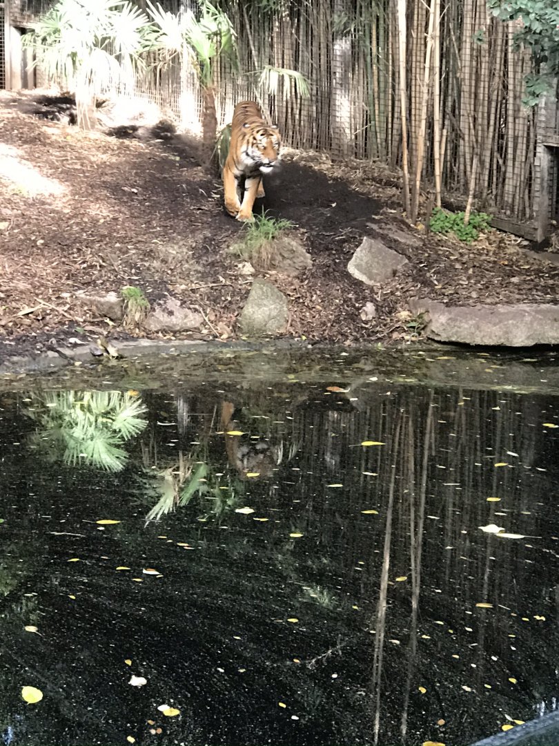 Hutan the Sumatran Tiger