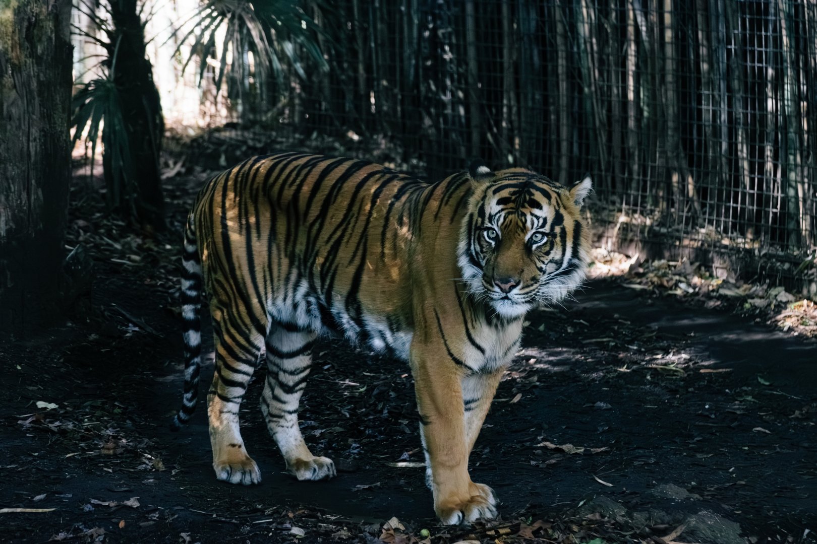 Hutan the Sumatran Tiger