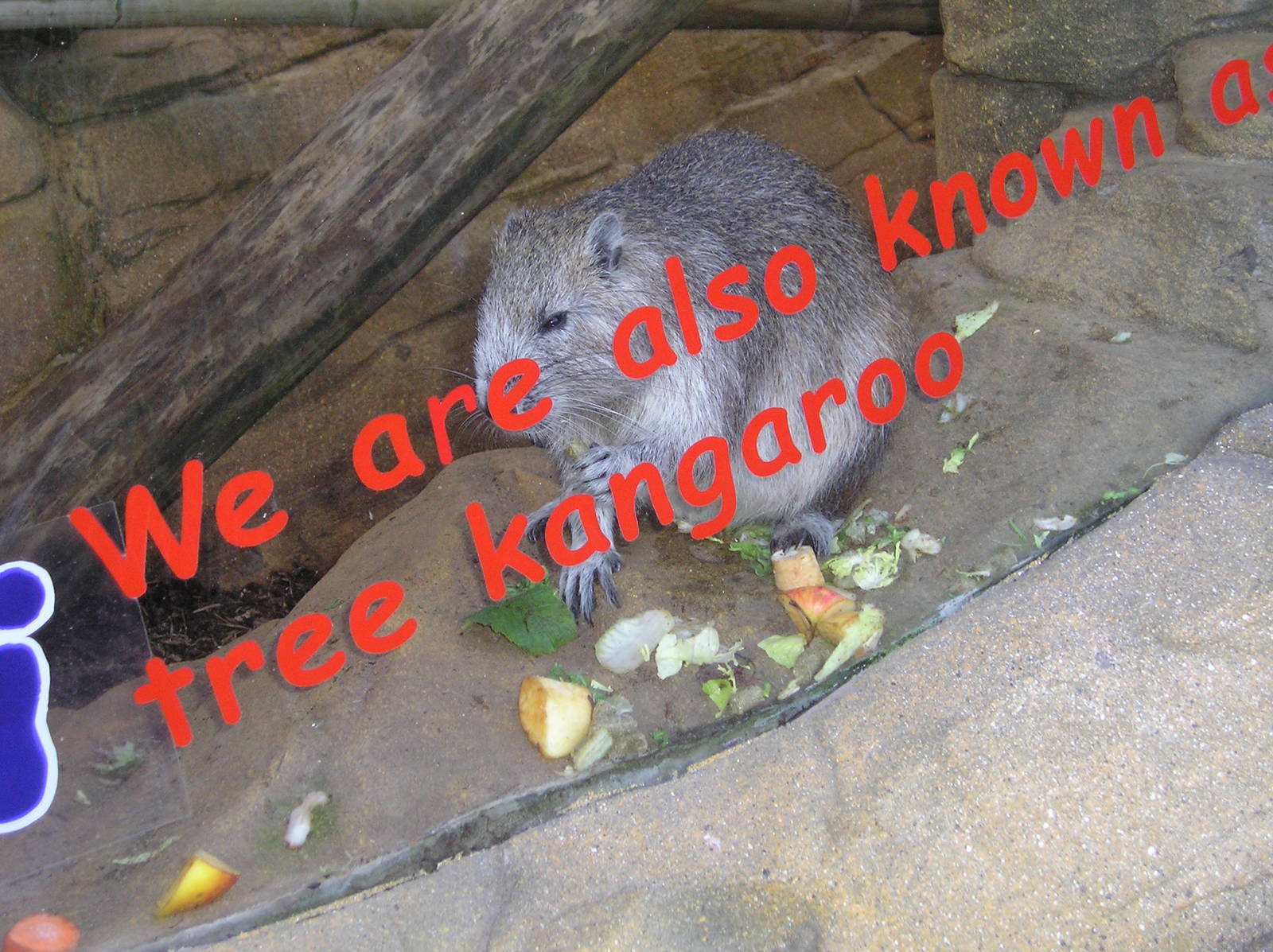 Hutia - Colchester 06