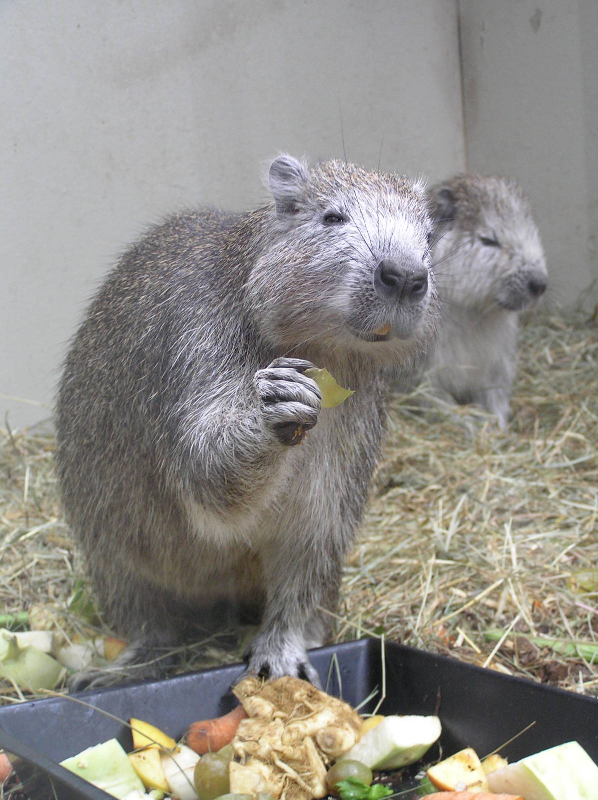 Hutia - Stuttgart 06