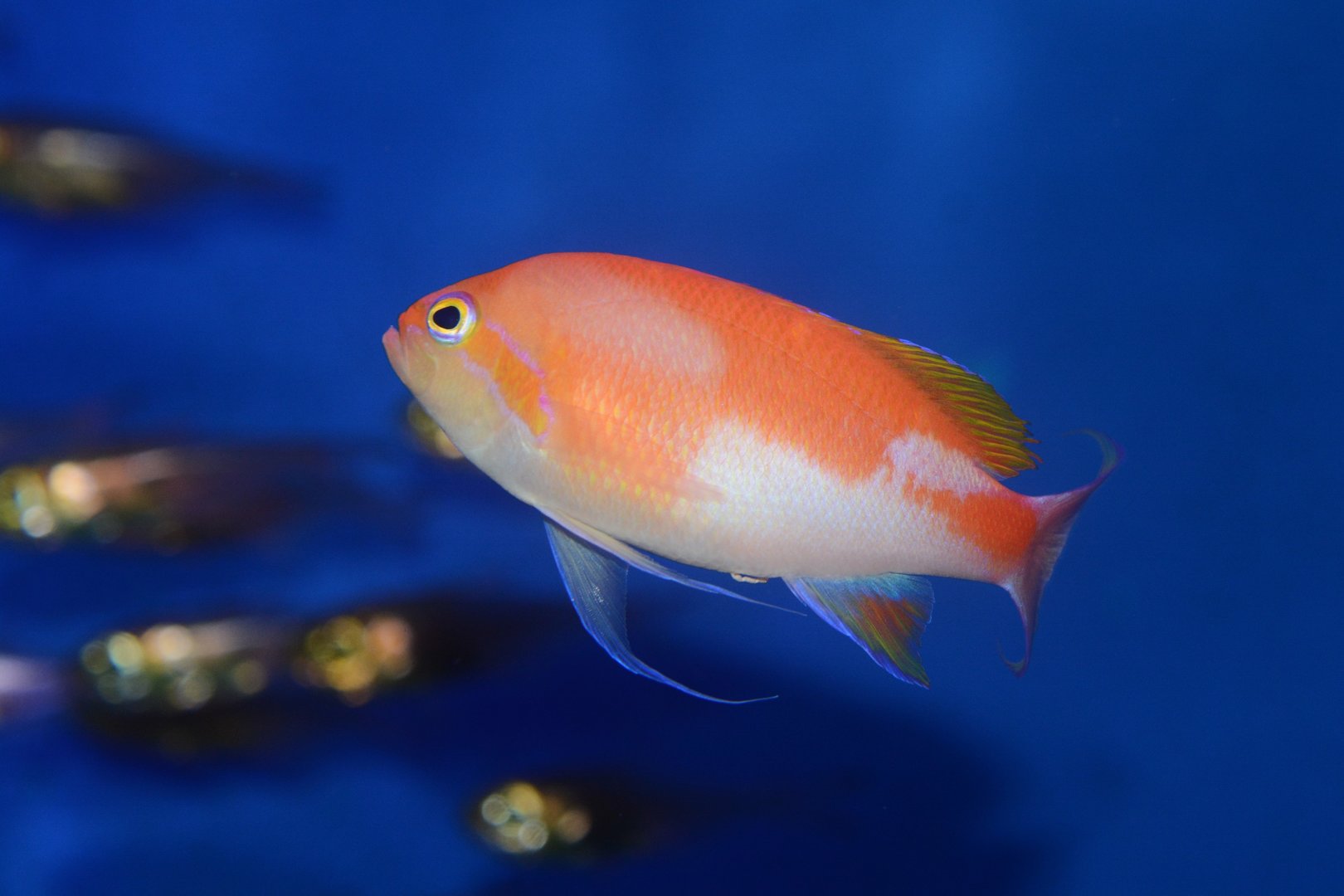 Hutomo's anthias (Pseudanthias hutomoi)