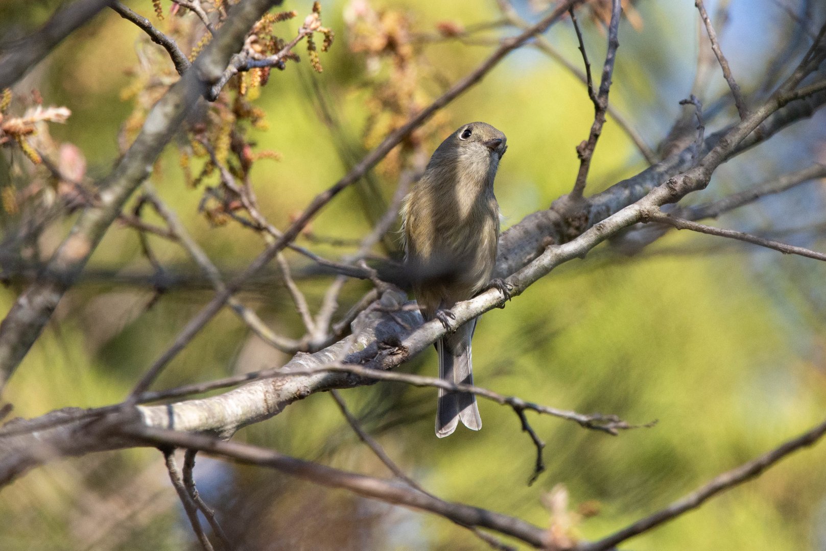 Hutton's Vireo- Vireo huttoni