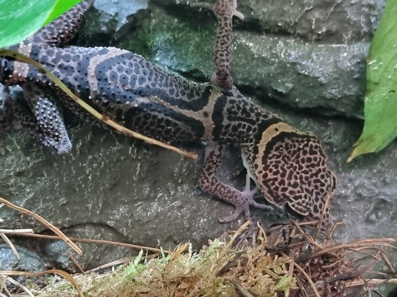 Huulien leopard gekko (Goniurosaurus huuliensis)