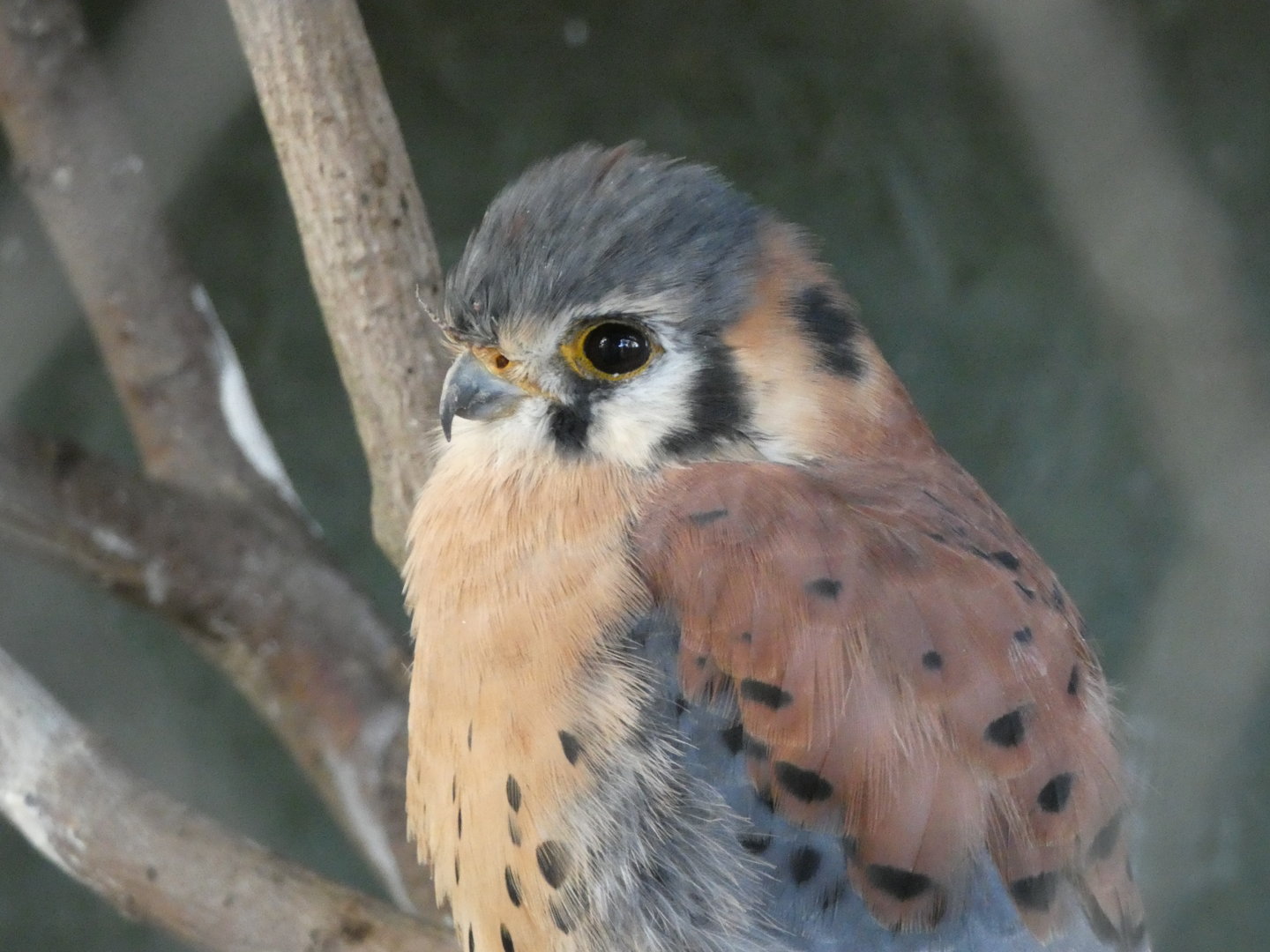 Huxley’s Bird of Prey Centre - American kestrel