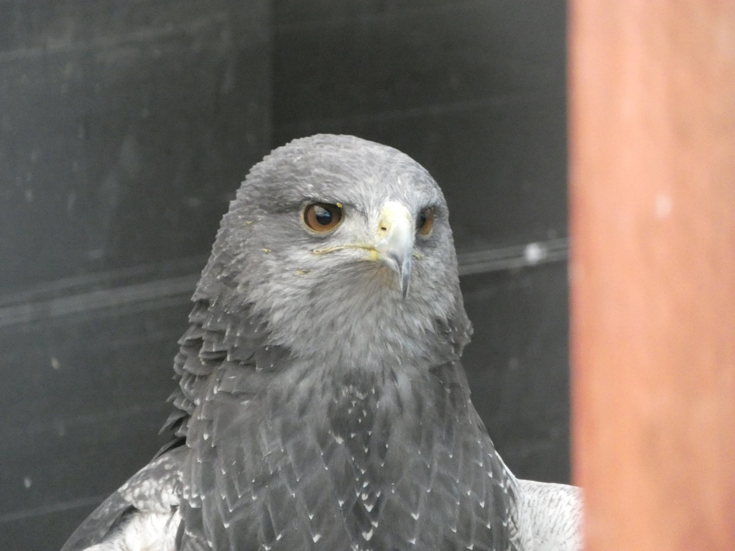 Huxley’s Bird of Prey Centre - Black chested buzzard eagle