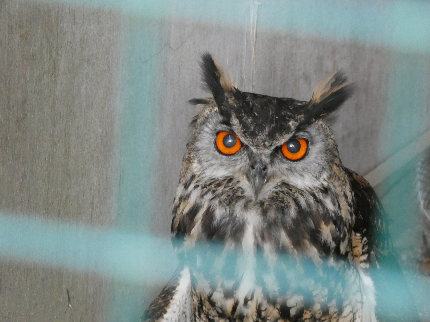 Huxley’s Bird of Prey Centre - ‘Huxley’