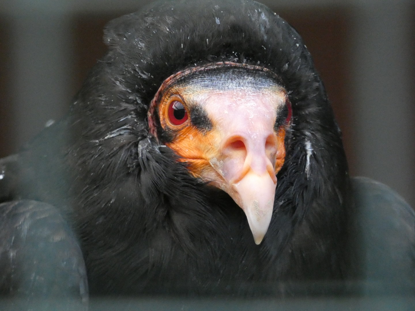 Huxley’s Bird of Prey Centre - Lesser yellow headed vulture