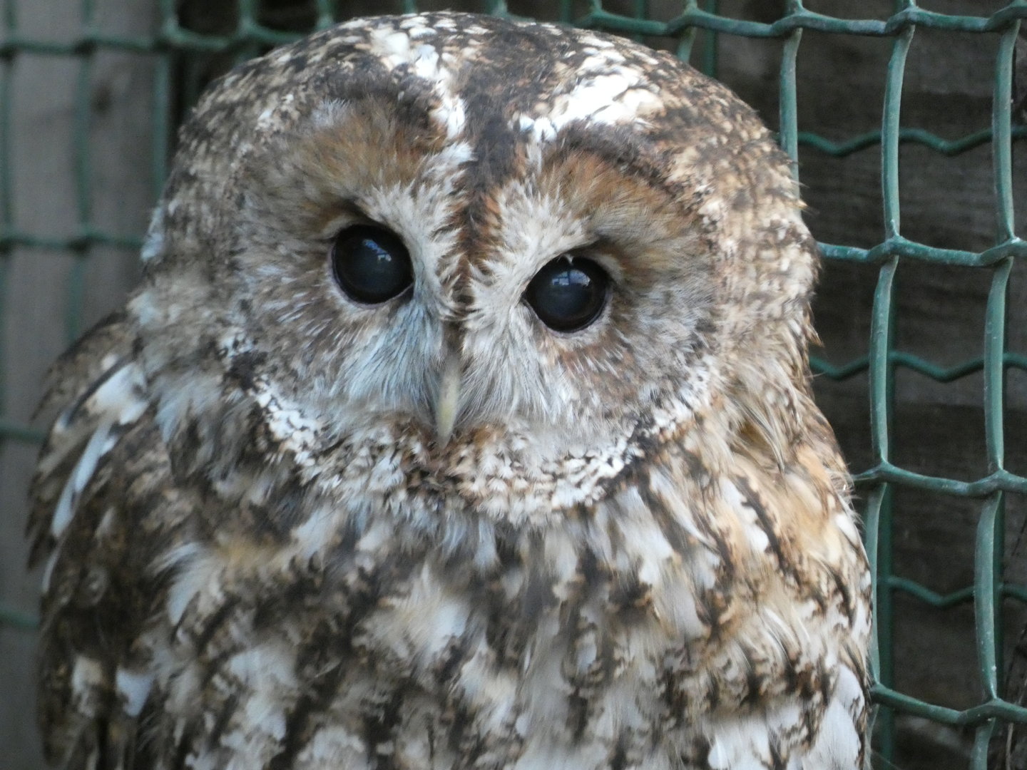 Huxley’s Bird of Prey Centre - Tawny owl