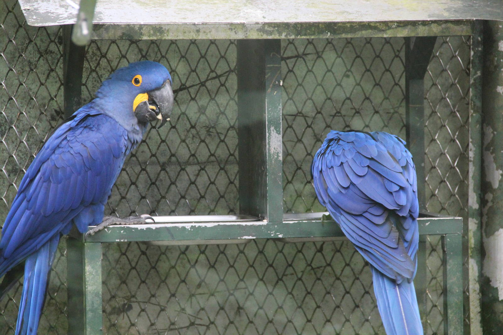 hyacinath macaw