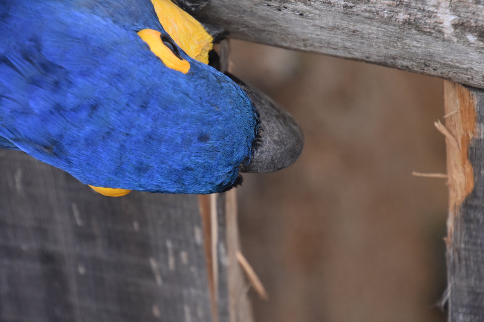 Hyacint Macaw destroying some wood
