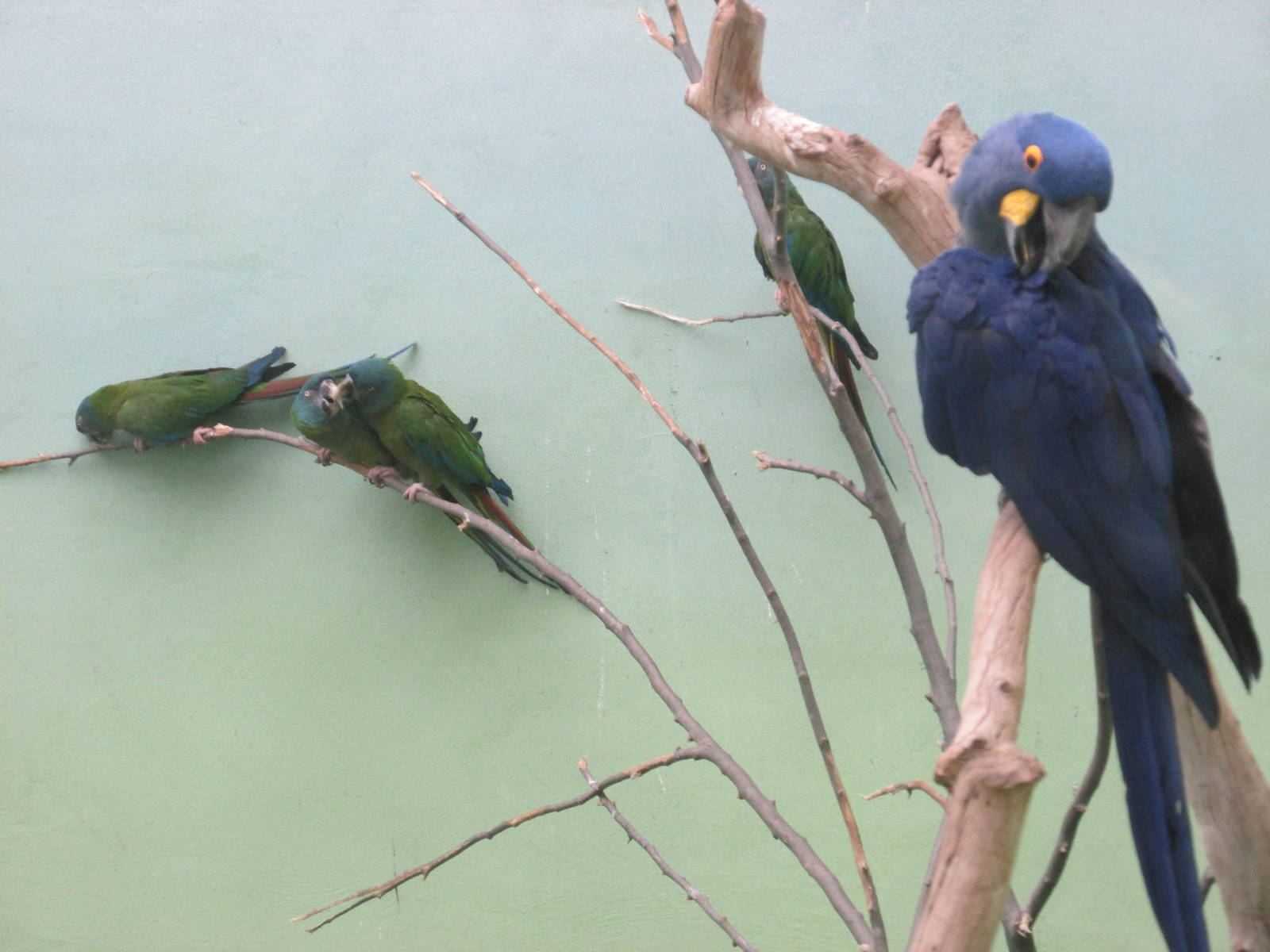 hyacinth and blue headed macaws bronx zoo