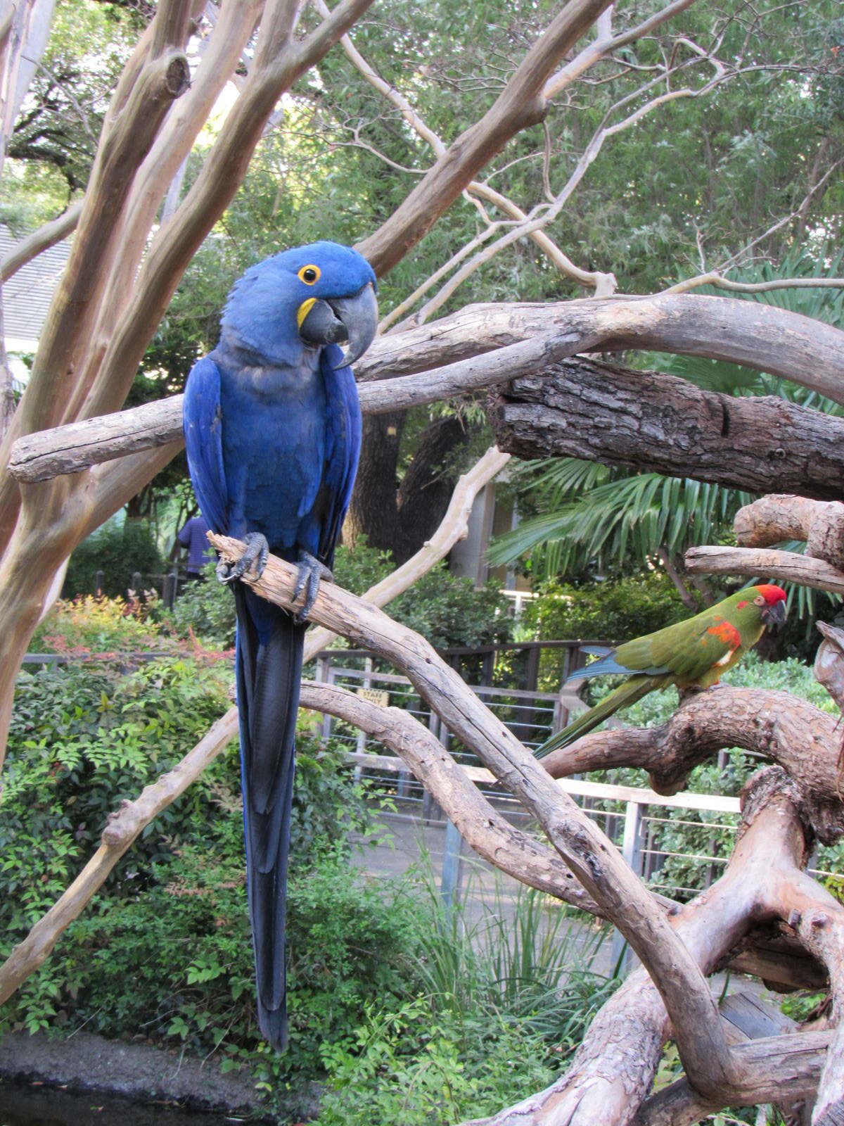 Hyacinth and Red Fronted Macaw