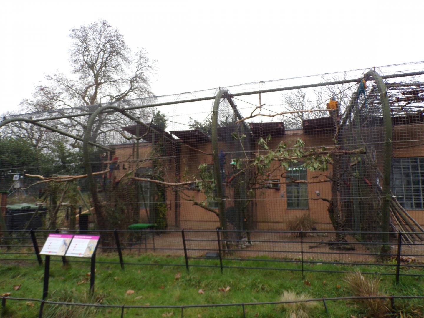 Hyacinth, Blue-throated and Green-Winged macaw aviaries 11.2.25
