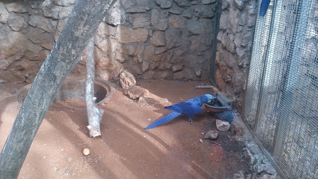 Hyacinth macaw 23.11.13