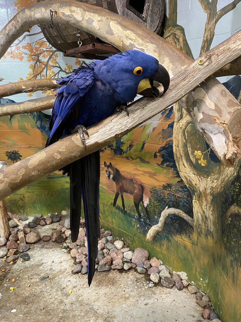 Hyacinth Macaw 7-11-2023
