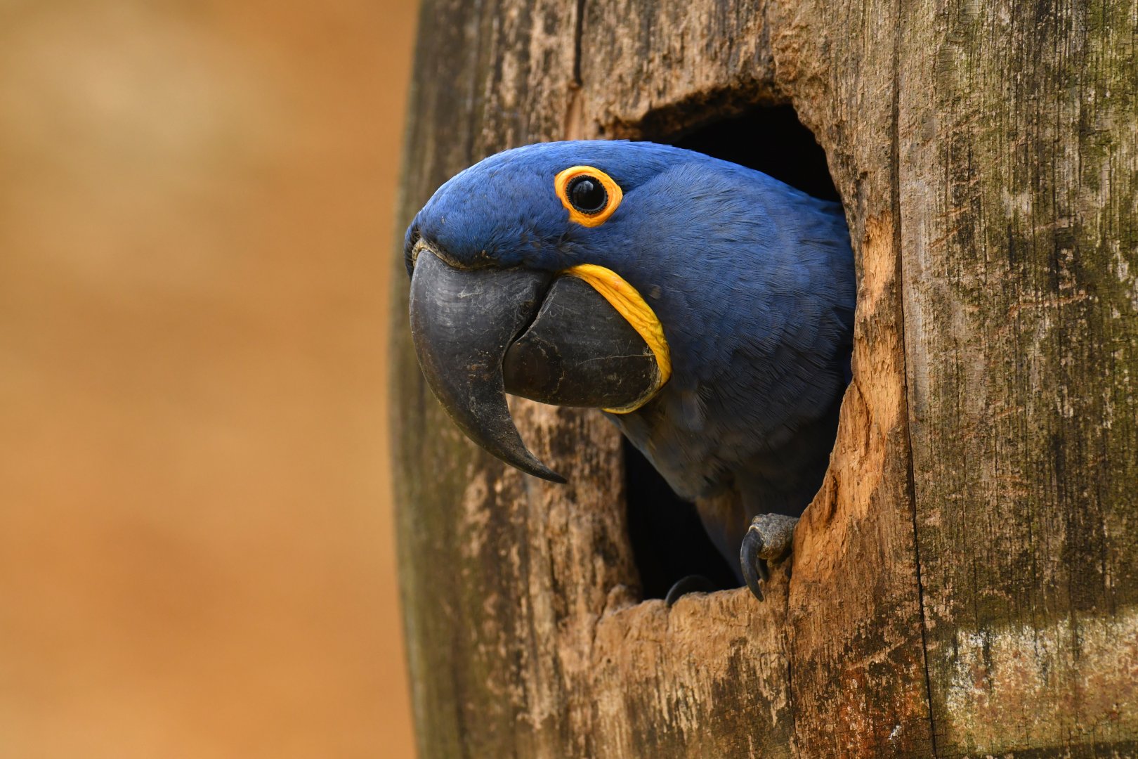 Hyacinth macaw (Anadorhynchus hyacinthinus)