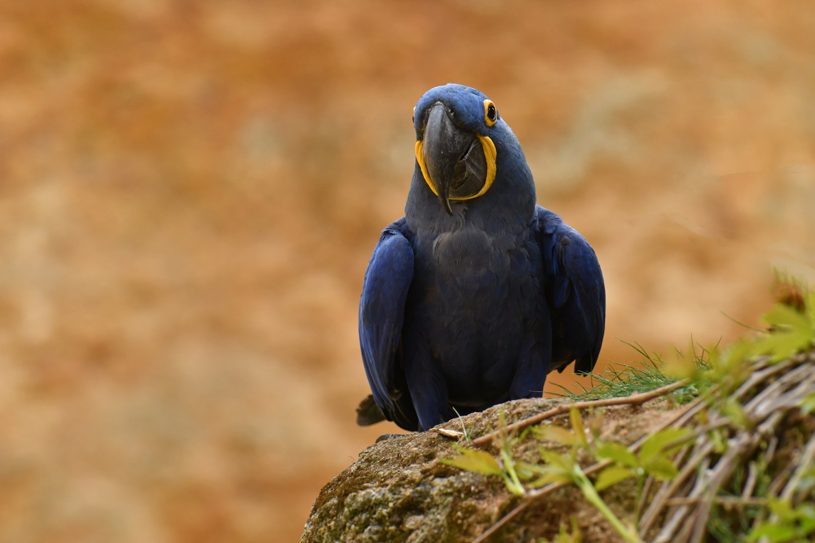 Hyacinth macaw (Anadorhynchus hyacinthinus)