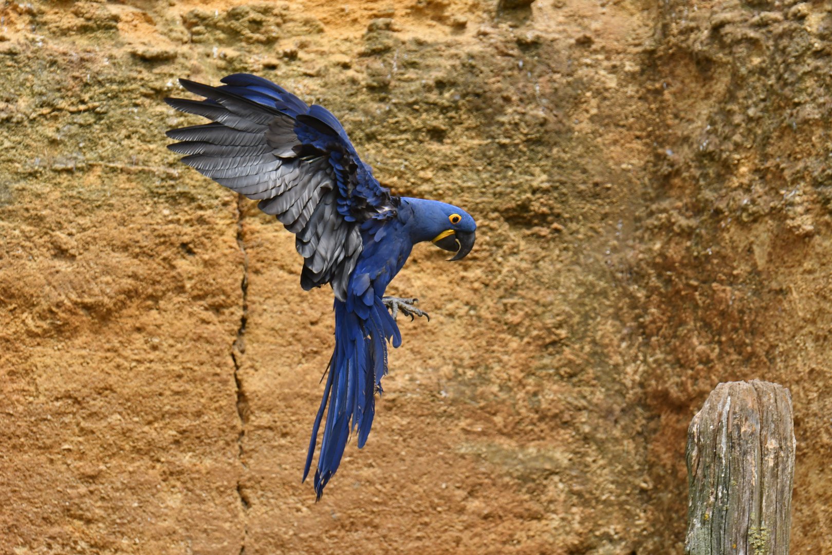 Hyacinth macaw (Anadorhynchus hyacinthinus)