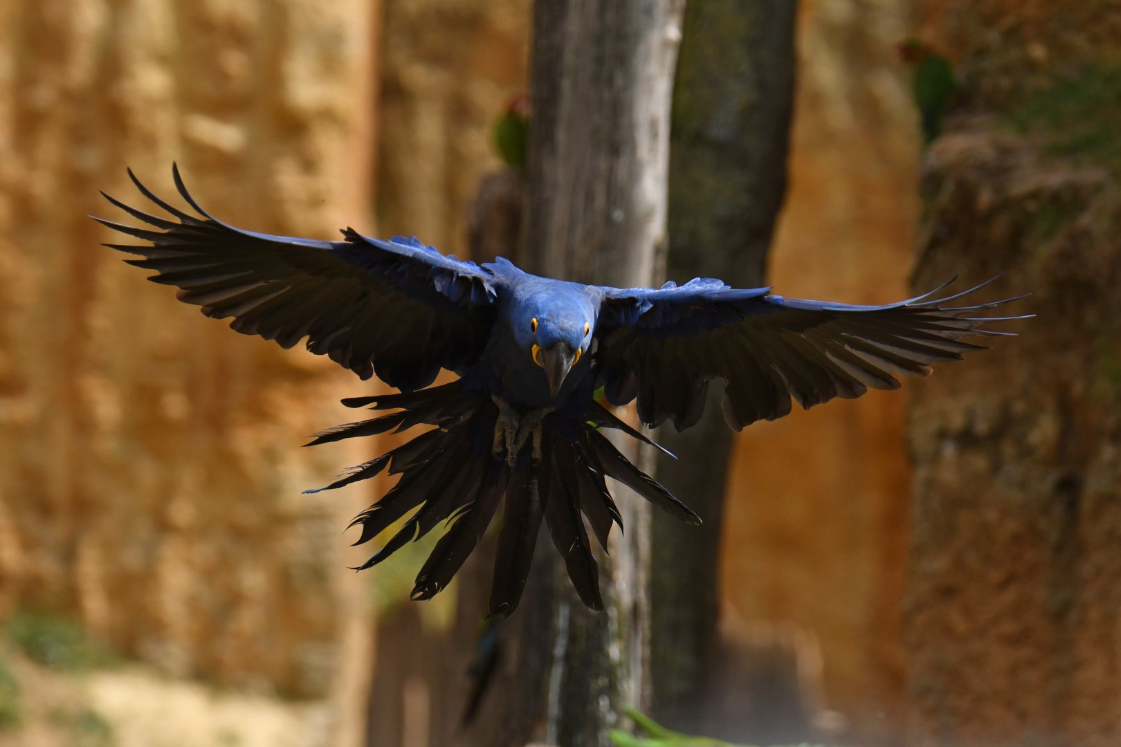 Hyacinth macaw (Anadorhynchus hyacinthinus)