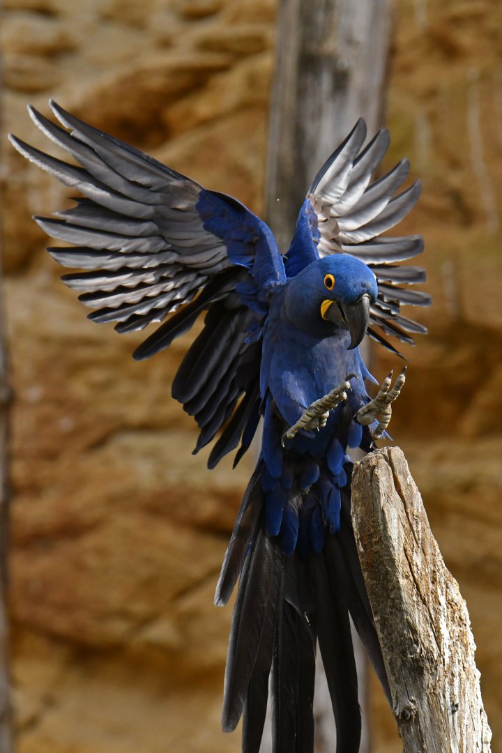 Hyacinth macaw (Anadorhynchus hyacinthinus)