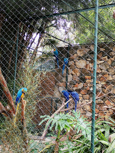 Hyacinth macaw and Blue & Yellow macaw