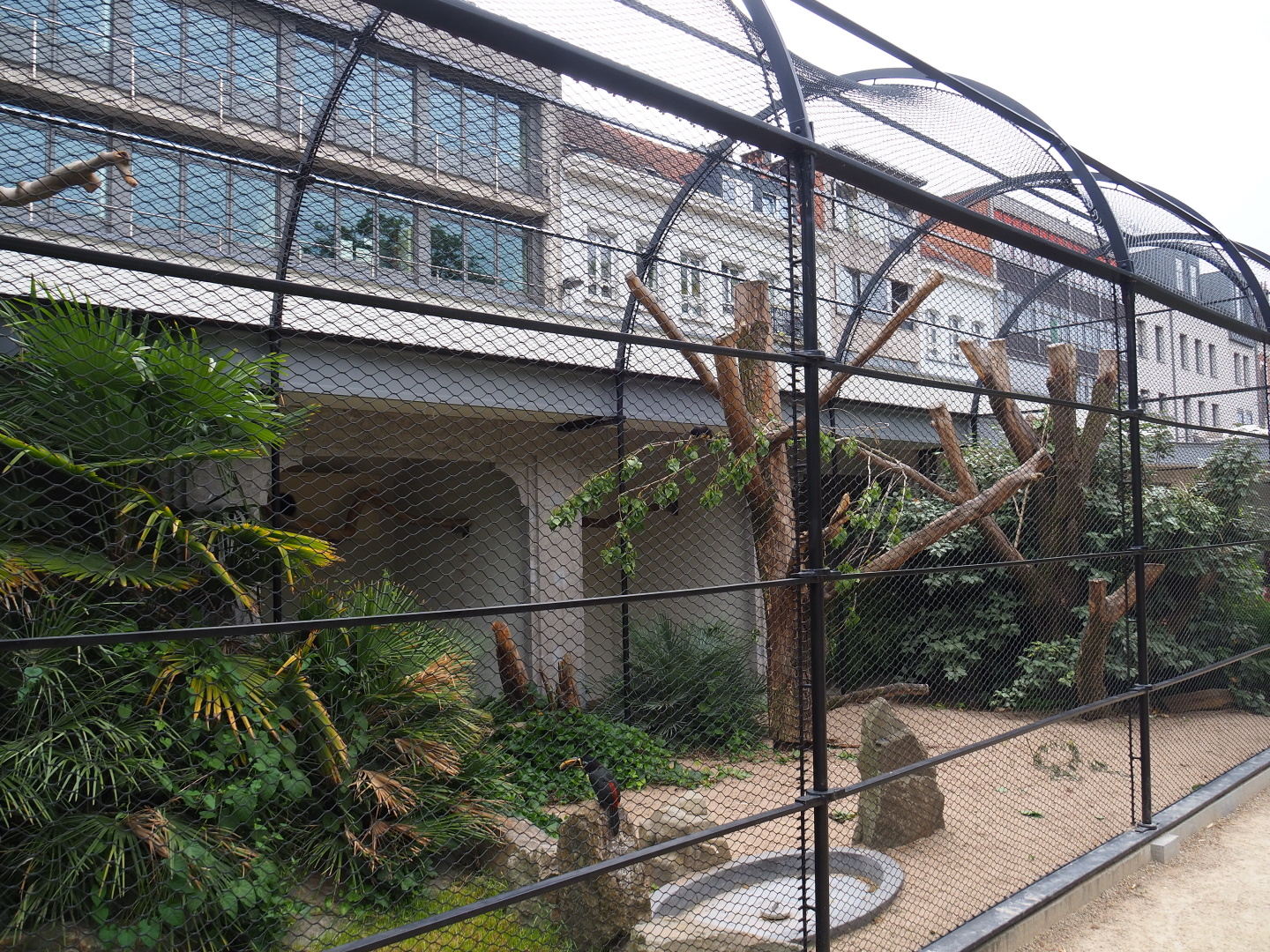 Hyacinth macaw and Chestnut-eared aracari aviary, 2021-06-12