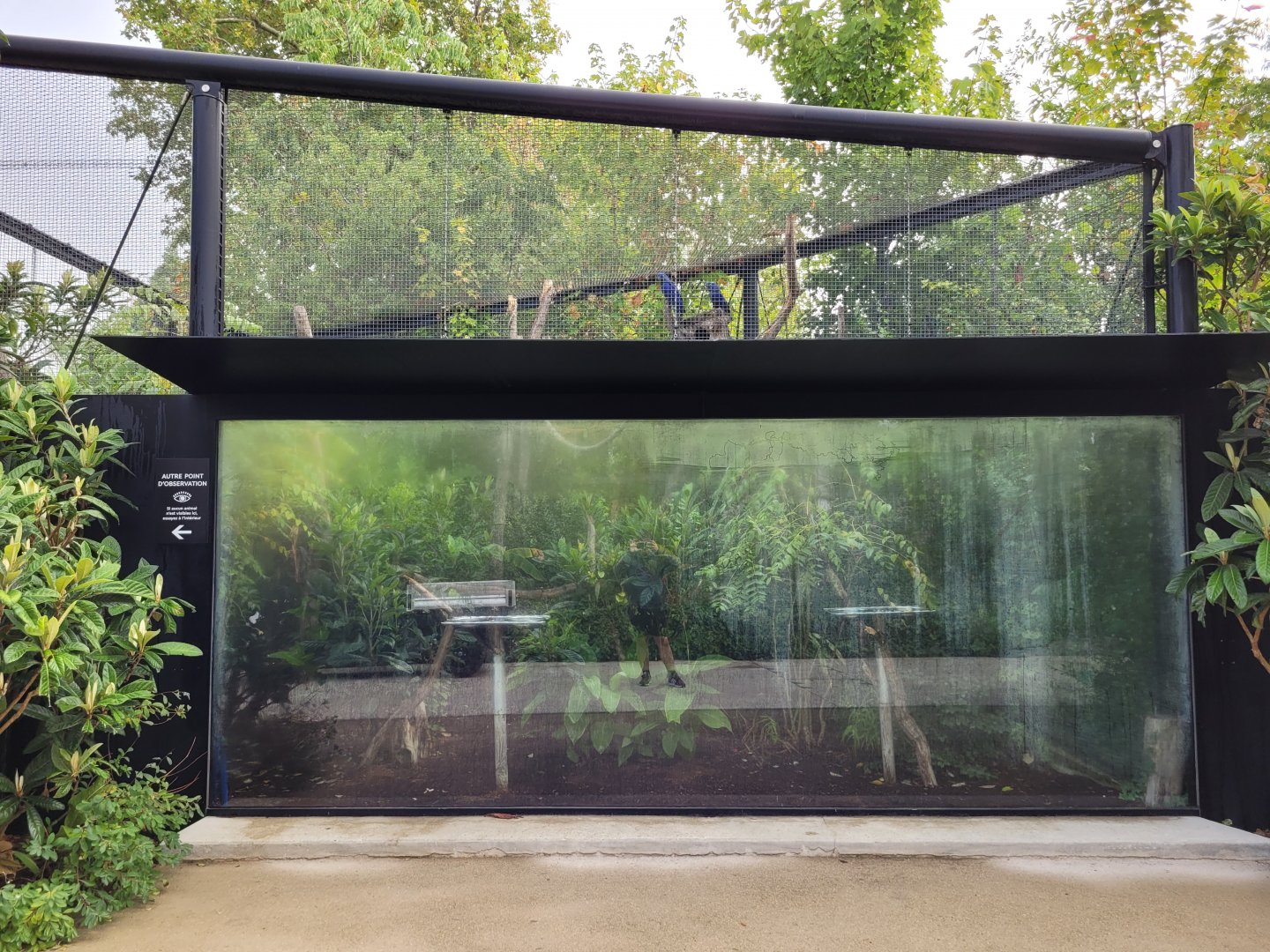 Hyacinth macaw and Yellow-knobbed curassow exhibit -Parc Zoologique de Paris (2022)