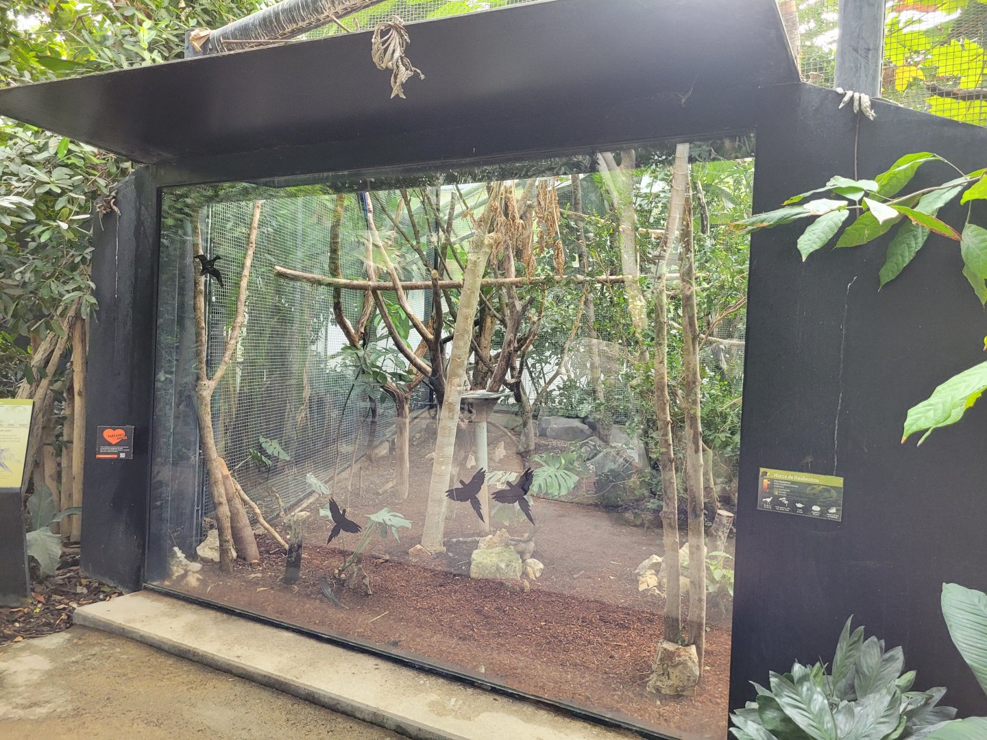Hyacinth macaw and Yellow-knobbed curassow exhibit -Parc Zoologique de Paris (2022)