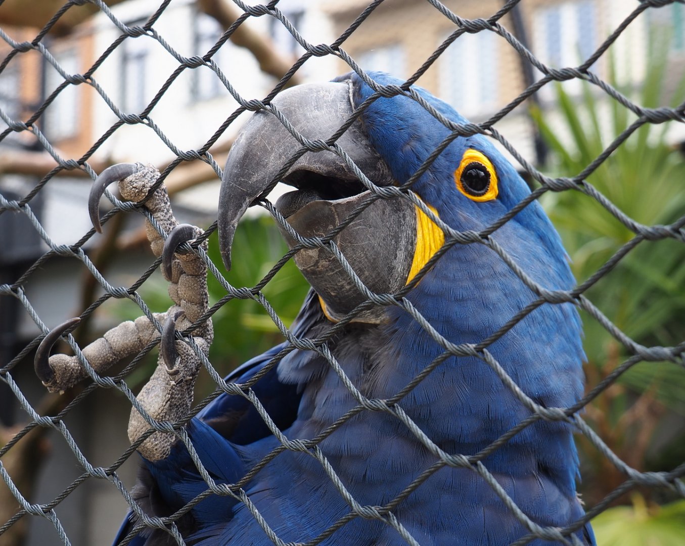 Hyacinth macaw (Anodorhynchus hyacinthinus), 2021-06-12