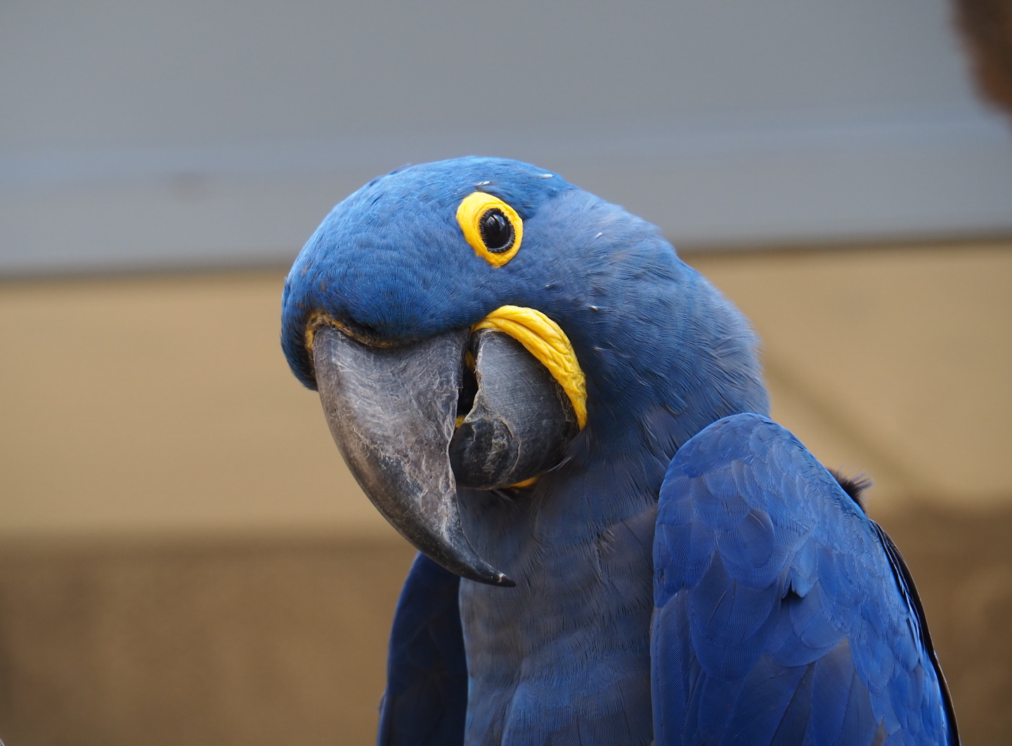 Hyacinth macaw (Anodorhynchus hyacinthinus), 2021-07-17