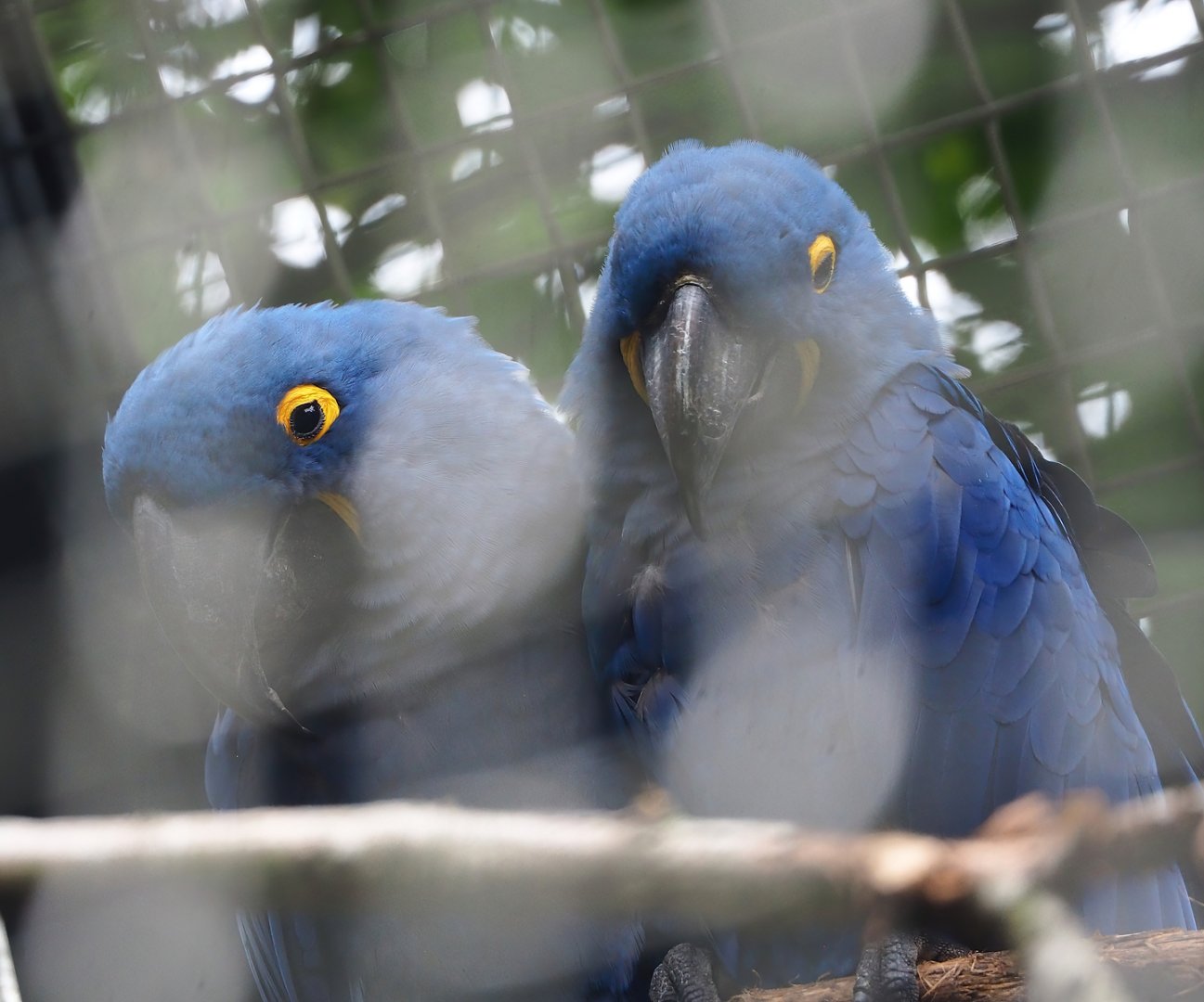 Hyacinth macaw (Anodorhynchus hyacinthinus), 2023-08-17