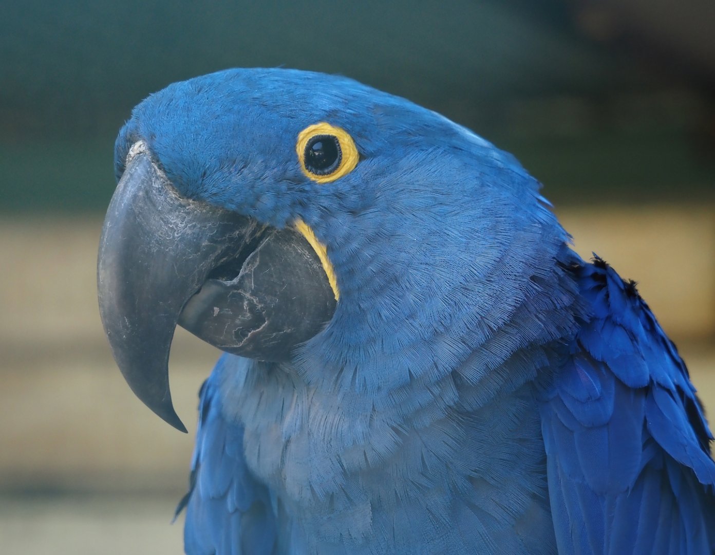 Hyacinth macaw (Anodorhynchus hyacinthinus), 2024-05-23