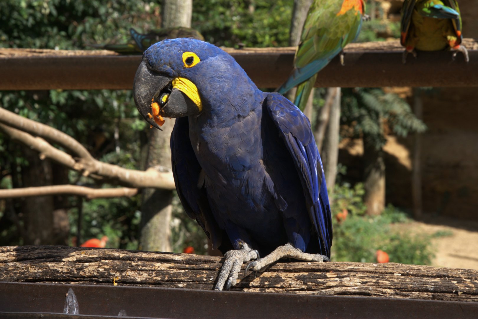 Hyacinth Macaw (Anodorhynchus hyacinthinus), 27-08-25