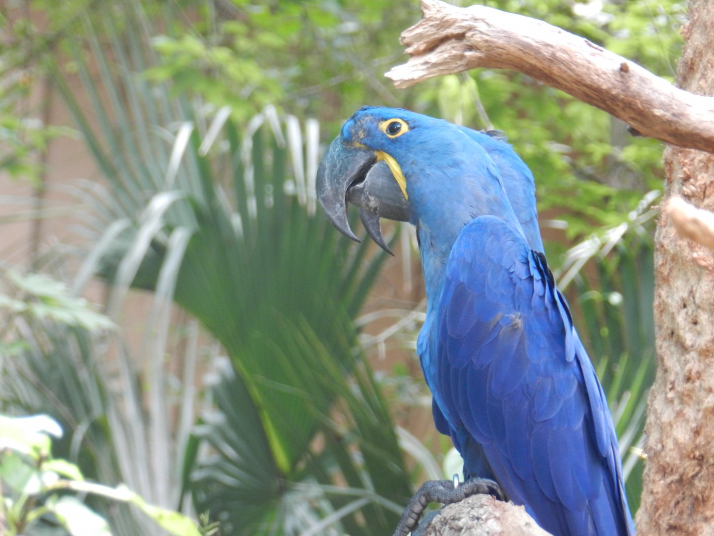 Hyacinth Macaw (Anodorhynchus hyacinthinus) at Central Florida Zoo and Botanical Gardens