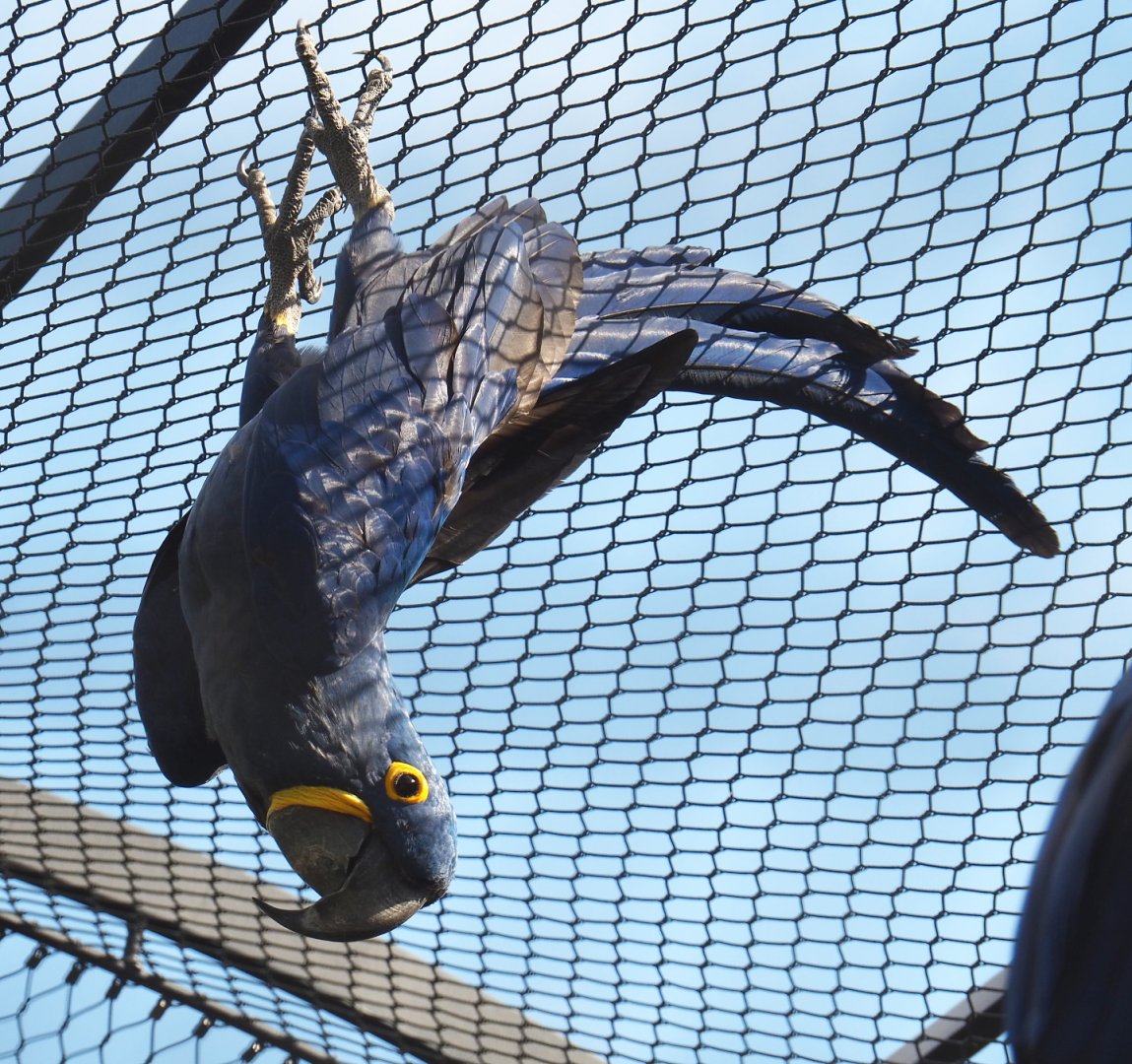 Hyacinth macaw (Anodorhynchus hyacinthinus) hanging from aviary netting, 2021-07-17
