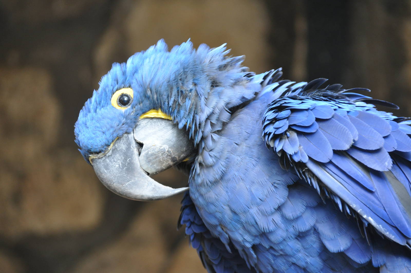 Hyacinth macaw/ Anodorhynchus hyacinthinus
