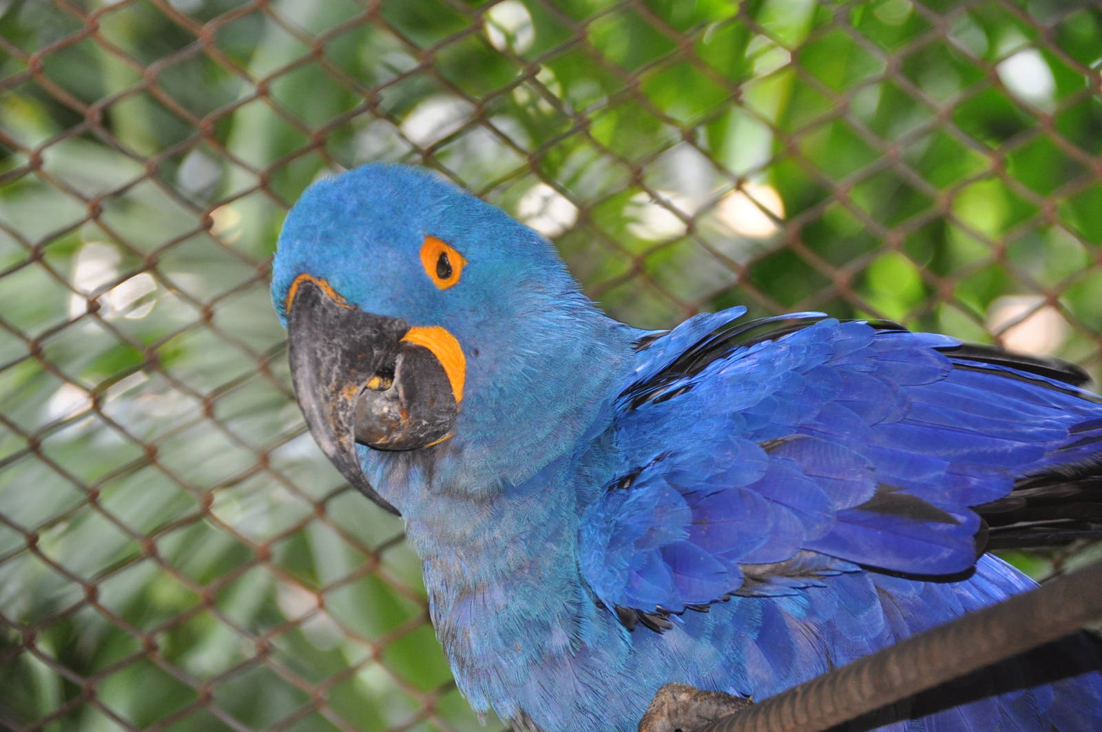 Hyacinth macaw/ Anodorhynchus hyacinthinus