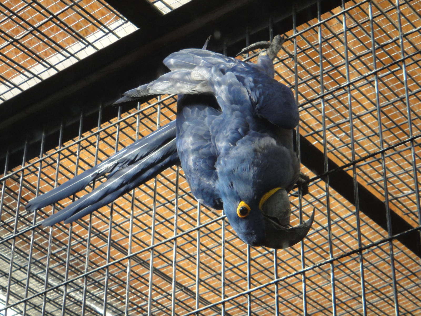 Hyacinth Macaw/Anodorhynchus hyacinthinus